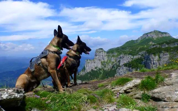 Câinii Yan şi Erik sunt cele mai noi ajutoare ale salvamontişitlor în Ceahlău FOTO: Paşcu Dumitru