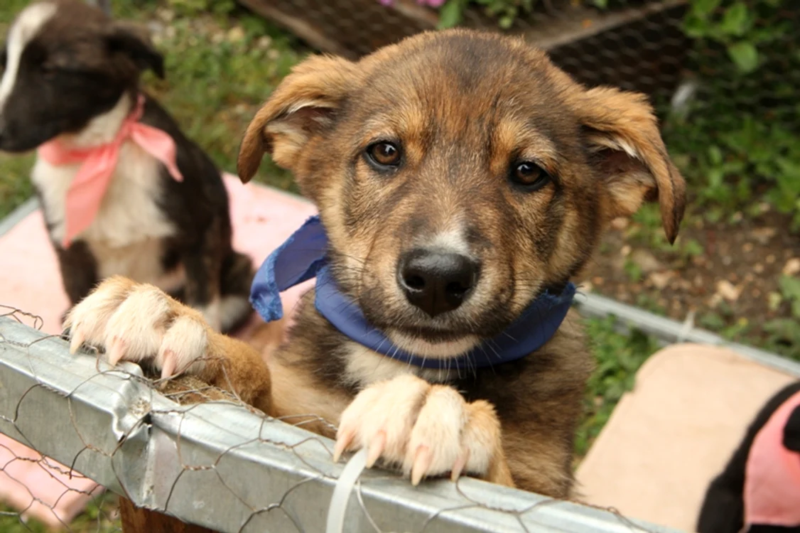Adopţii căţei