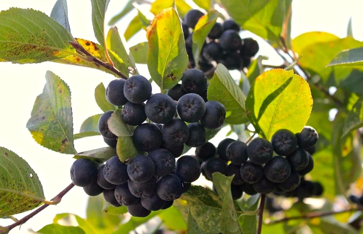 aronia
