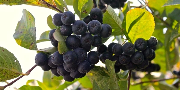 aronia