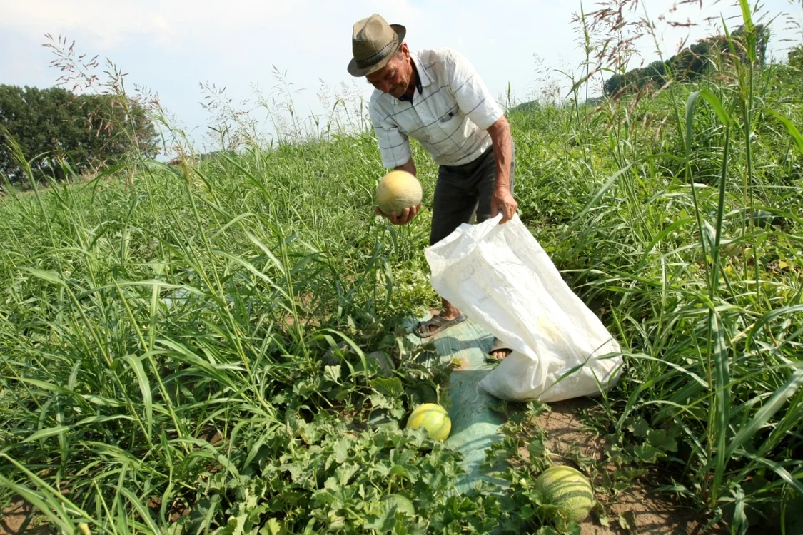 Pepenii de Dăbuleni, un brand care-i îmbogățește pe intermediari, nu pe fermieri FOTO: arhiva