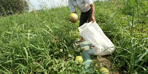 Taran barbat batran culege pepeni verzi camp agricultura Dabuleni Dolj FOTO Adevarul