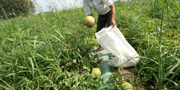 Taran barbat batran culege pepeni verzi camp agricultura Dabuleni Dolj FOTO Adevarul