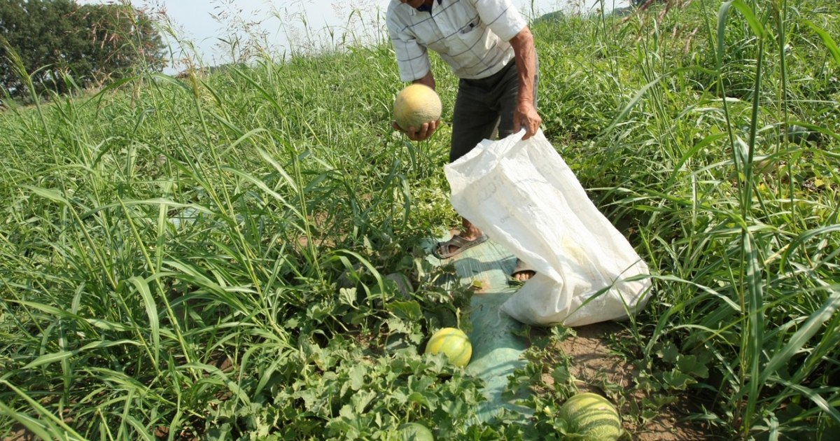 Pepenii de Dăbuleni, comoara Olteniei care ar putea deveni brand național.