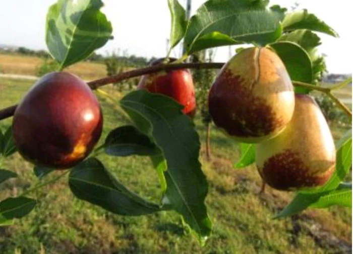 Fructul chinezesc care are de zece ori mai multă vitamina C decât afinele. E în studiu pentru introducerea în culturi, în România