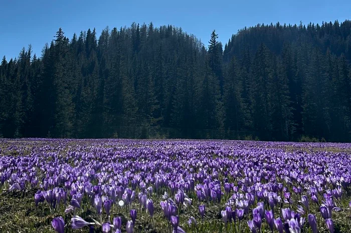Au apărut brândușele în Munții Bucegi. FOTO Asociația Padina - Peștera / Facebook