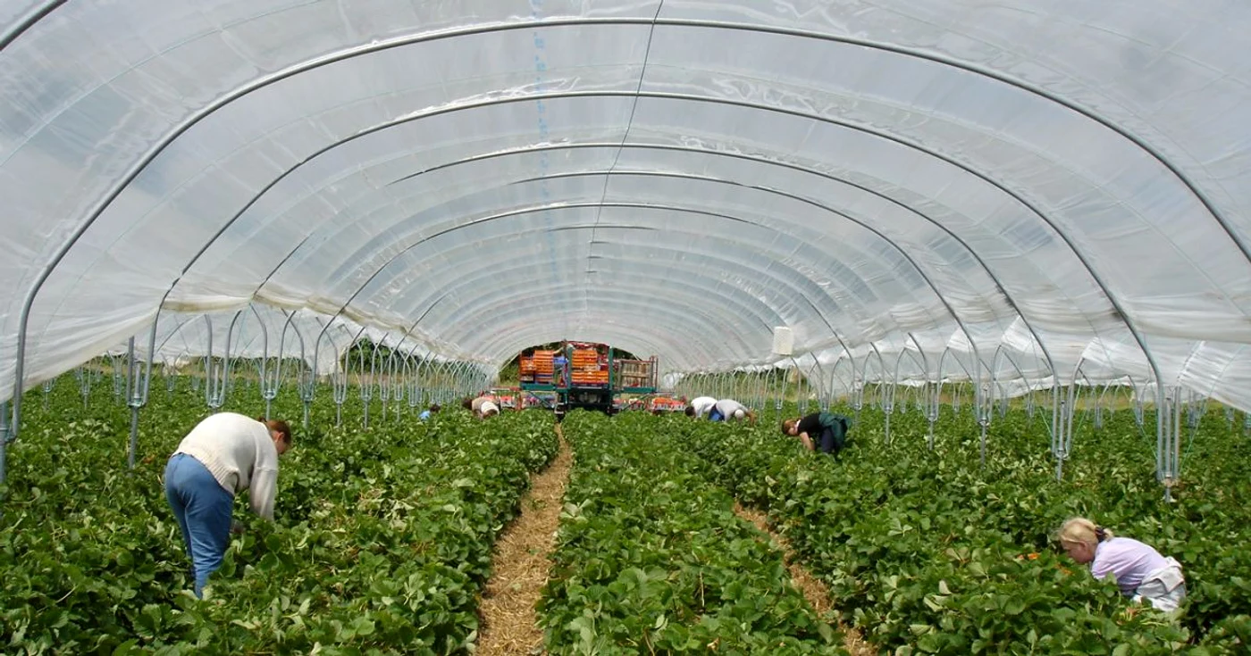 Cei care aplică pentru aceste joburi trebuie să fie rezistenţi la munca fizică grea
