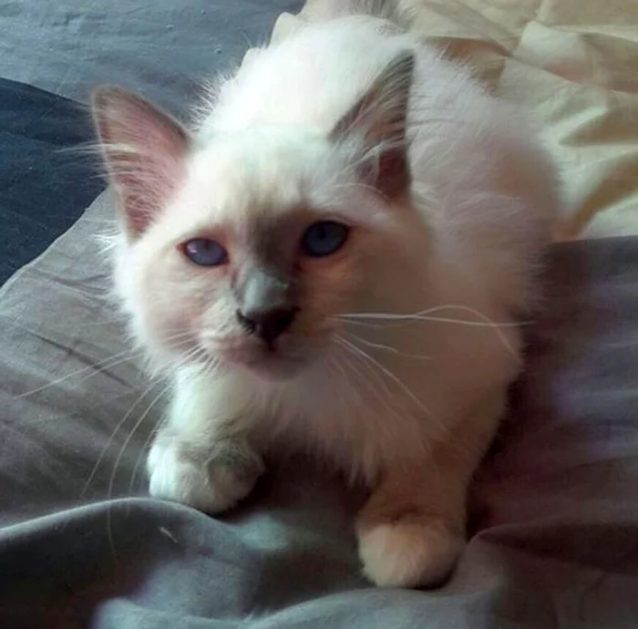 Oana Zăvoranu şi-a găsit motan tocmai în Italia