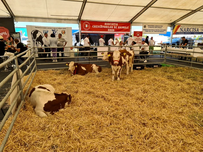 Târgul include și expoziție de animale FOTO Claudia Untaru