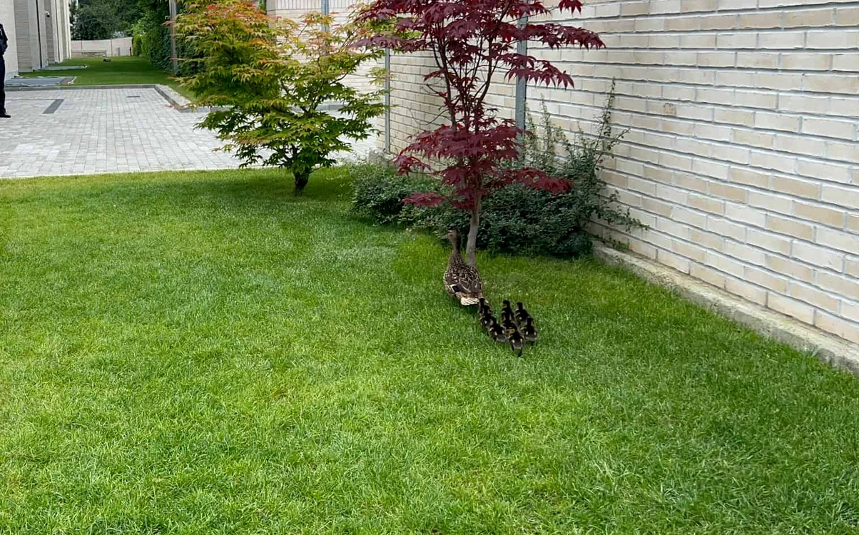 Familia de rațe se afla în curtea unei bănci FOTO: cluj24.ro