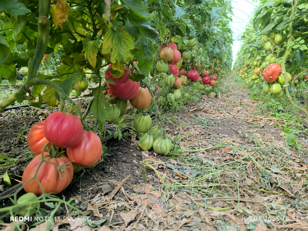 Zeci de producători s-au reunit în cooperativa „Gusturi de la țară” / foto: Mihai Chesnoiu
