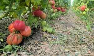 legume coopertiva gusturi de la tara   sursa foto mihai chesnoiu (34) jpeg