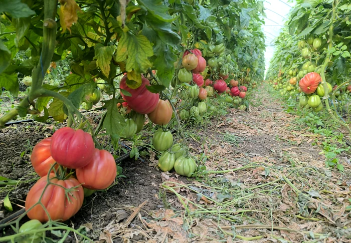 Zeci de producători din Olt și Buzău livrează către magazinele mari FOTO: Mihai Chesnoiu