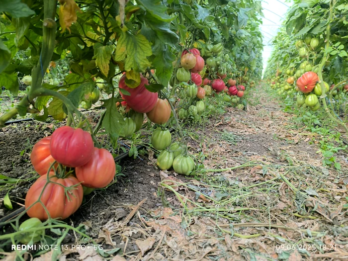 Zeci de producători s-au reunit în cooperativa „Gusturi de la țară” / foto: Mihai Chesnoiu