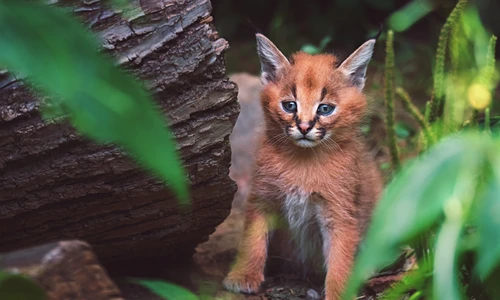 6 shutterstock 1377978947 jpg jpeg