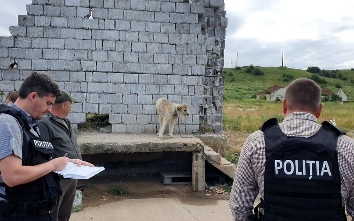 Câinii preluaţi de poliţiştii de la Protecţia Animalelor. FOTO: IPJ Hunedoara.
