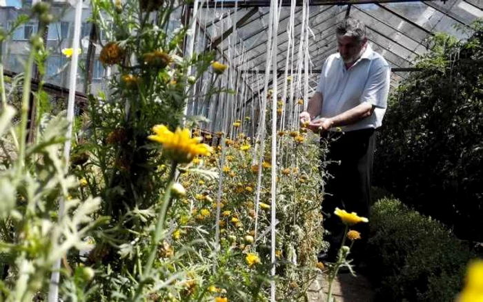 
    Cercetătorul Costel Vânătoru vorbeşte despre ierburile miraculoase pe care românii le consideră buruieni   