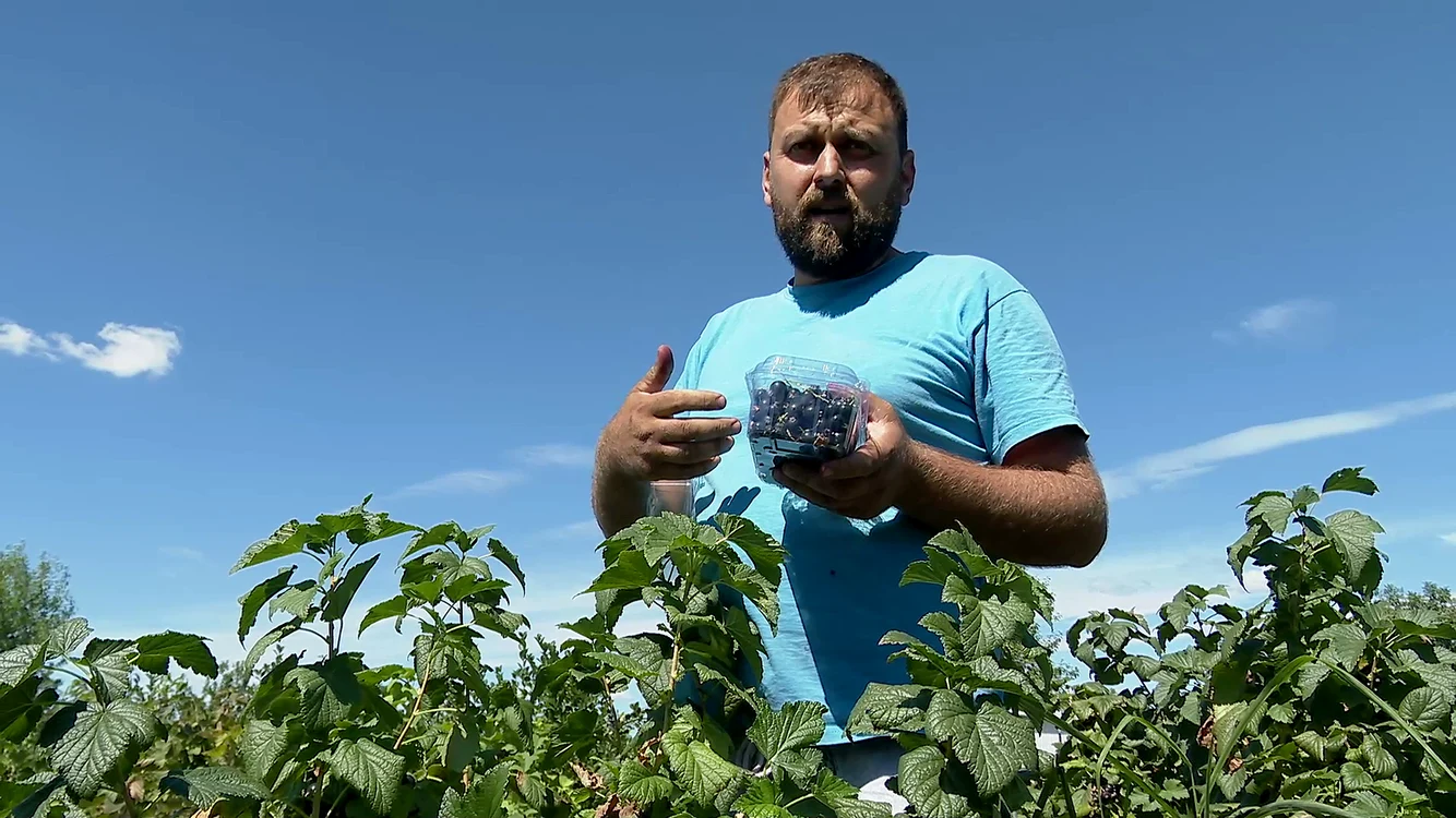 Coacăzele negre sunt pline de vitamine. FOTO Iulian Bunilă