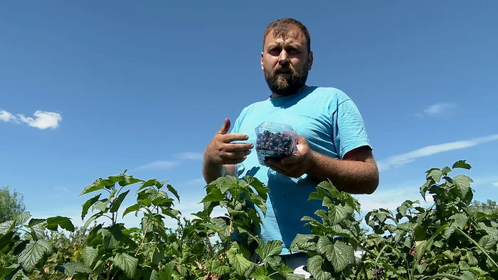 Coacăzele negre sunt pline de vitamine. FOTO Iulian Bunilă
