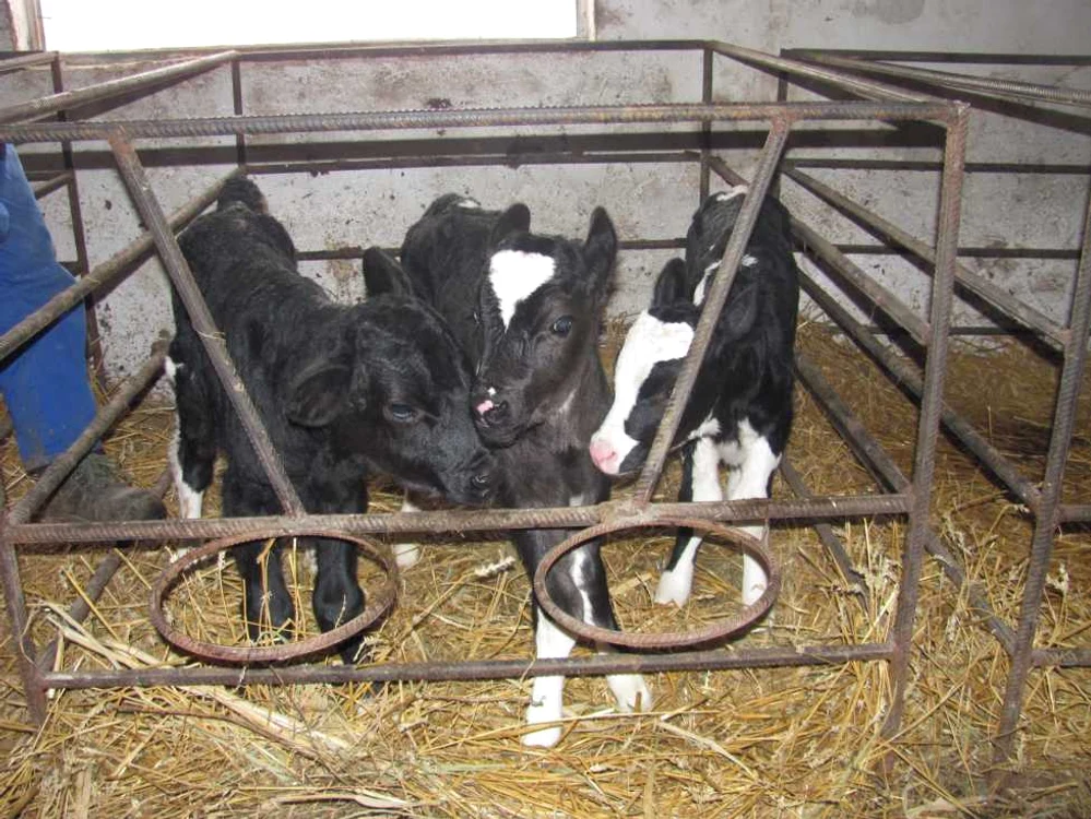 Cei trei viței au avut fiecare care 25 kilograme la naștere (foto: Codruța Horja)