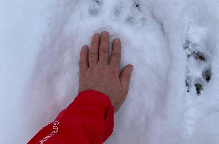 Urmele urșilor au fost descoperite de salvamontiști FOTO Salvamont Maramureș