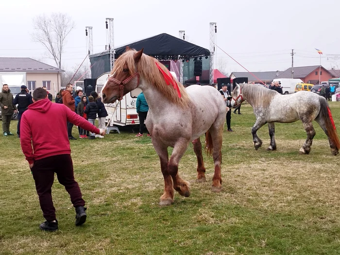 Proprietarii de cai le împletesc și astăzi animalelor coama cu fir roșu FOTO: Cătălin Fircoiu