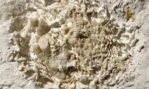 fosile jpg