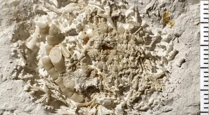 Fosilă de vomă veche de 66 de milioane de ani Foto: Museum of East Zealand