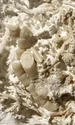 fosile jpg