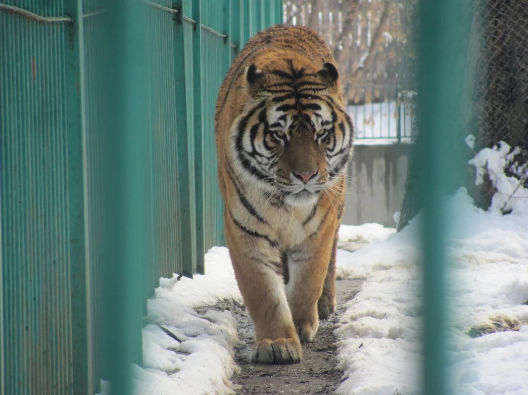 zoo sibiu 1