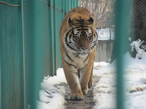 zoo sibiu 1