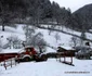 runcu mare foto daniel guta adevarul