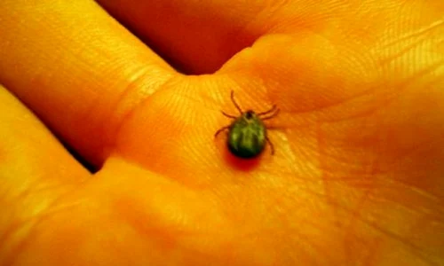 insecta jpeg