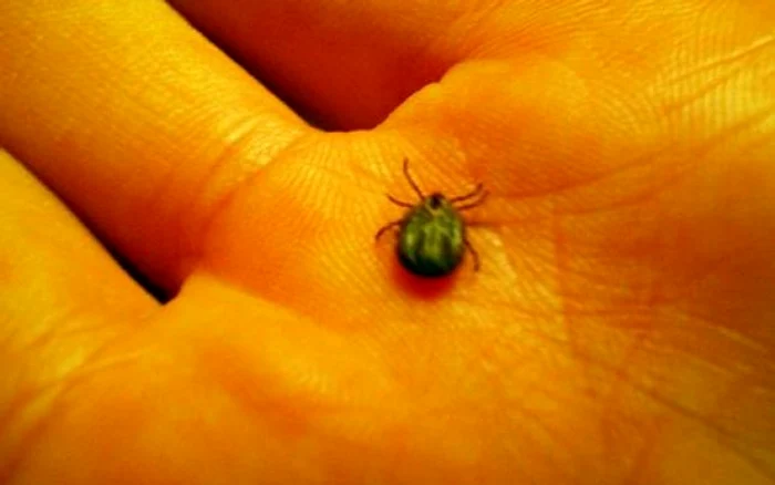 Dacă sunteţi înţepaţi de căpuşă, trebuie să mergeţi urgent la medic!