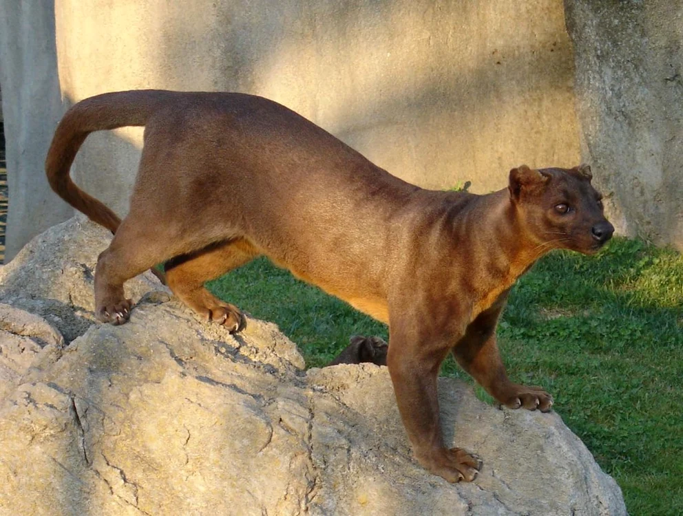 Fossa este un mamifer carnivor asemănător unei pisici