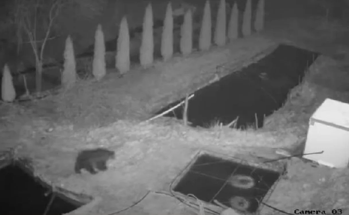 Un urs a dat iama în bazinele unei ferme piscicole din Apuseni. FOTO captură video