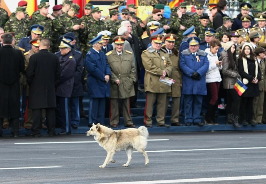 
    Un maidanez a păcălit vigilenţa SRI-ştilor şi a devenit una dintre atracţiile paradei  