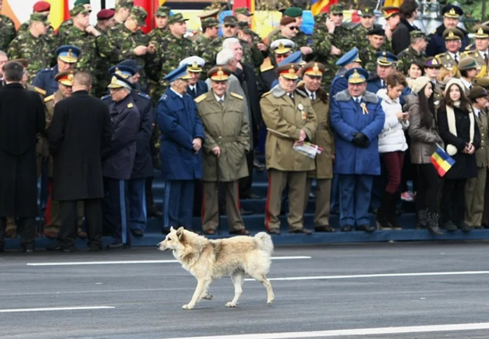 
    Un maidanez a păcălit vigilenţa SRI-ştilor şi a devenit una dintre atracţiile paradei  