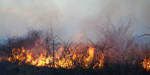 Incendiu DEVASTATOR în județul Satu Mare