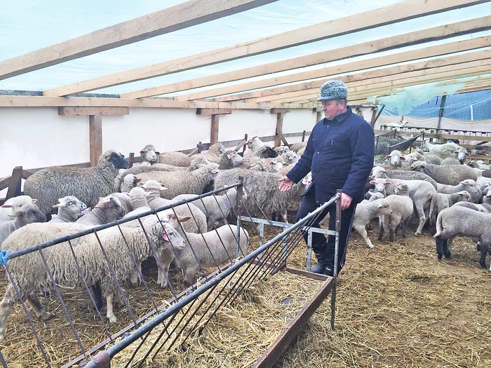 
    Moise Tudor o să vândă miei  la 20 de lei kilogramul și se mândrește că mulți  bucureșteni s-au înscris pe liste de așteptare  