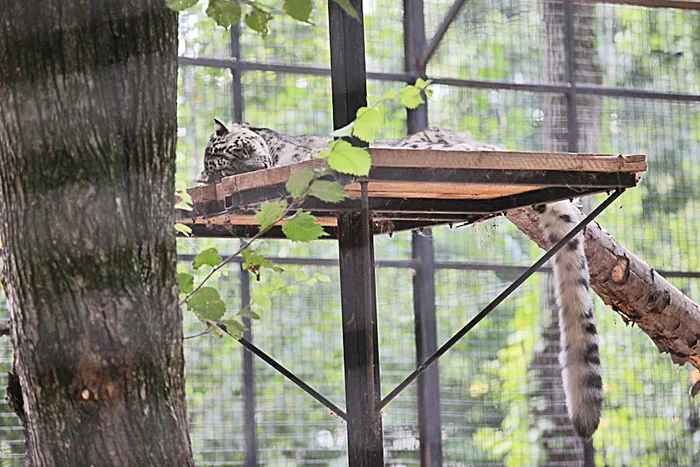 Frunze, frunze, acoperiţi-mă cu frunze să nu mă ardă soarele!