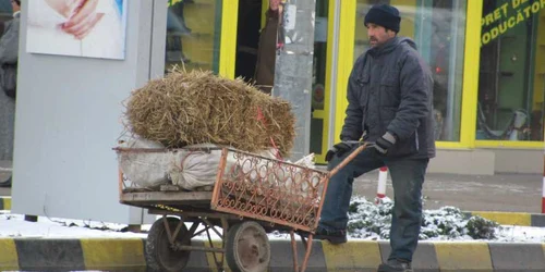 Paiele sunt un combustibil minunat pentru porci