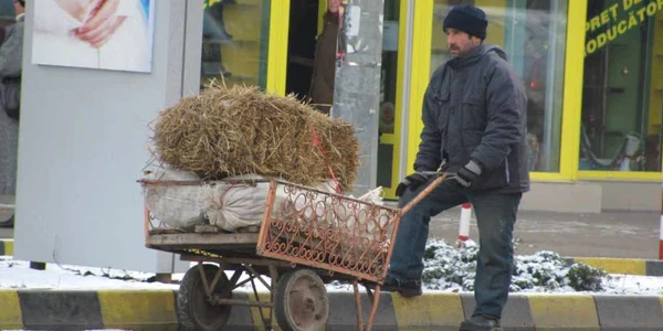 Paiele sunt un combustibil minunat pentru porci