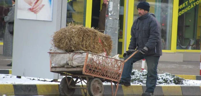 Paiele sunt un combustibil minunat pentru porci