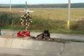 caine loc accident iasi jpeg