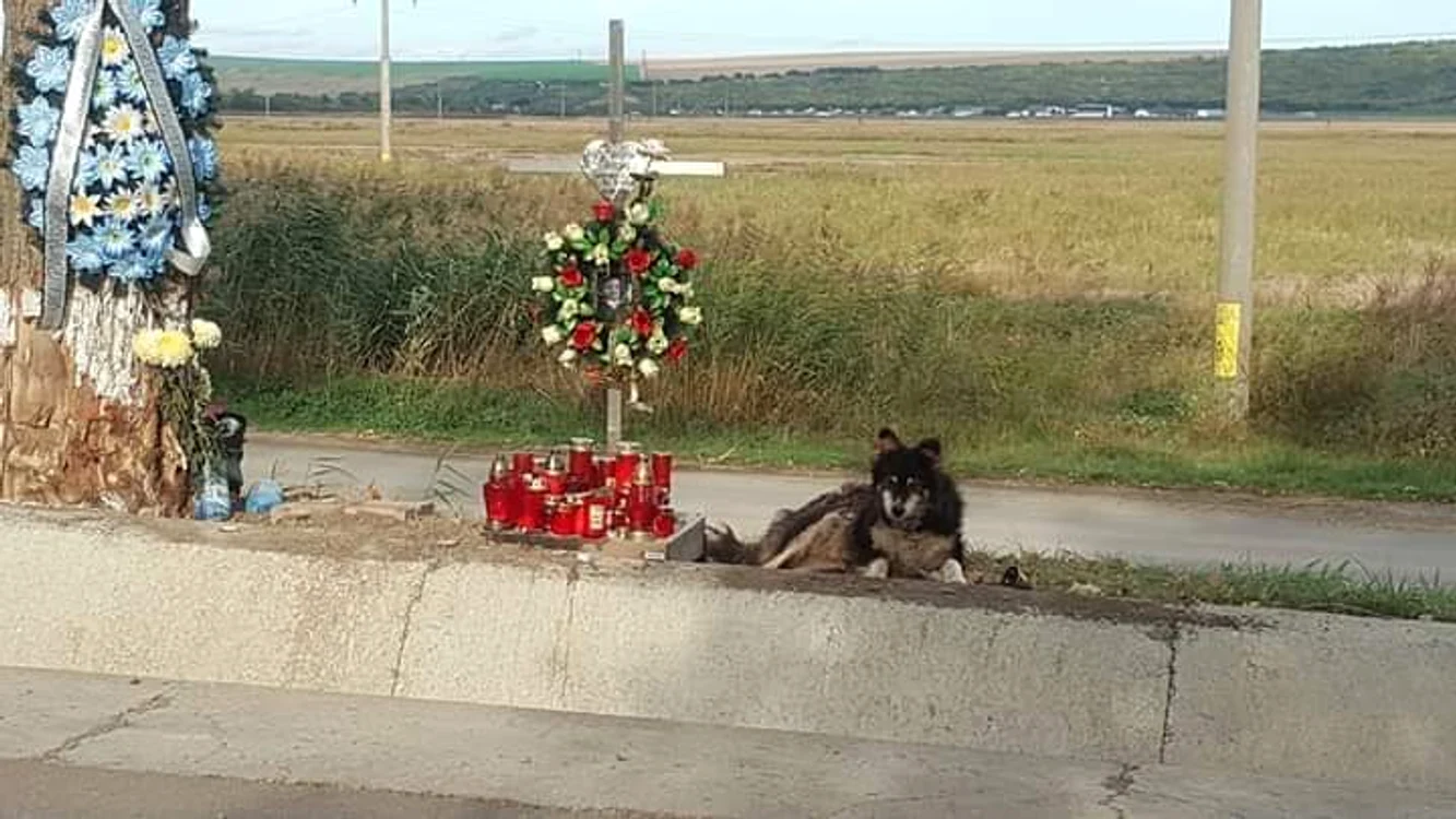 
    Un câine nu se mișcă de la locul accidentului în care a murit un băiat de 21 de aniFoto: observator.tv  