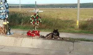 caine loc accident iasi jpeg