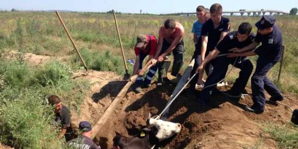 O văcuţă a căzut într-o groapă adîncă de doi metri  