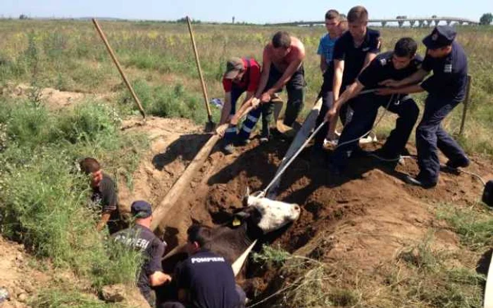 O văcuţă a căzut într-o groapă adîncă de doi metri