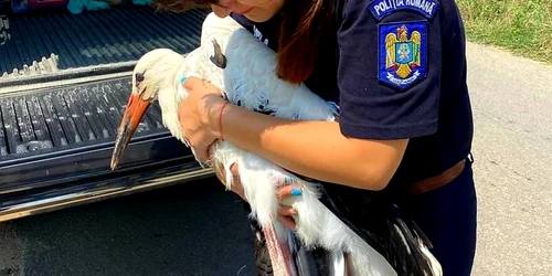 slobozia pui de barza ranit foto ipj ialomita